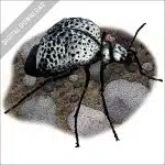 Inflated Blister Beetle stock image