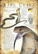 Poster print of the King Cobra