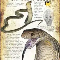 Poster print of the King Cobra