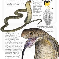 King Cobra poster print