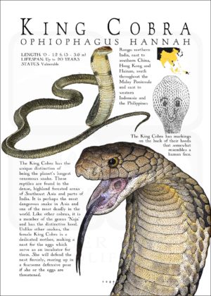 King Cobra poster print