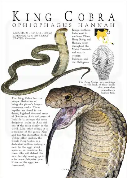 King Cobra poster print