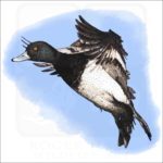 Lesser Scaup drawing
