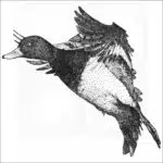 Lesser Scaup black and white drawing