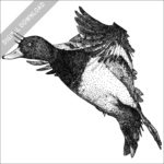 Lesser Scaup black and white drawing