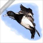 Lesser Scaup stock drawing