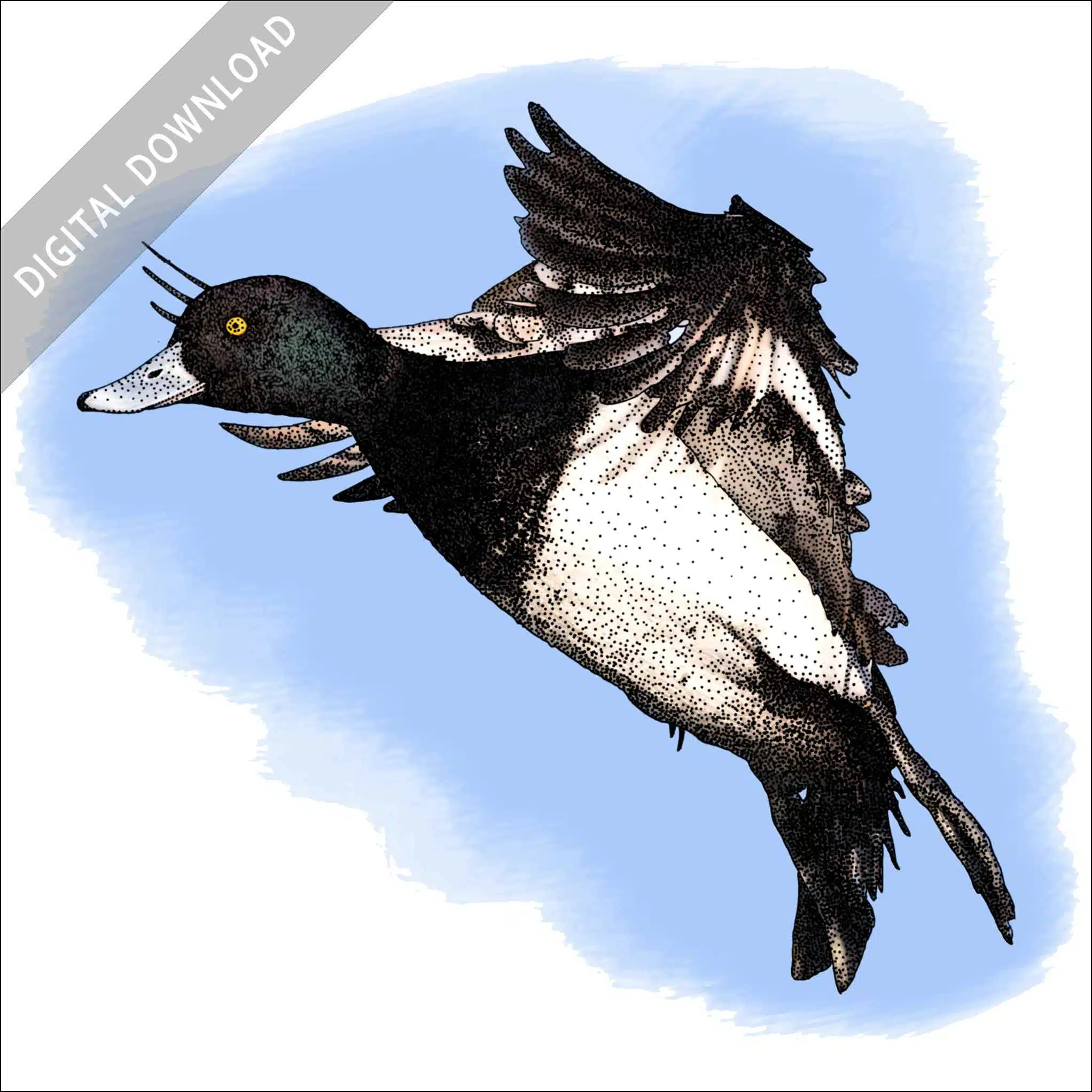 Lesser Scaup Lesser Scaup stock drawing