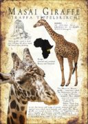 Masai Giraffe poster print