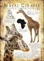 Masai Giraffe poster print