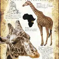 Masai Giraffe poster print
