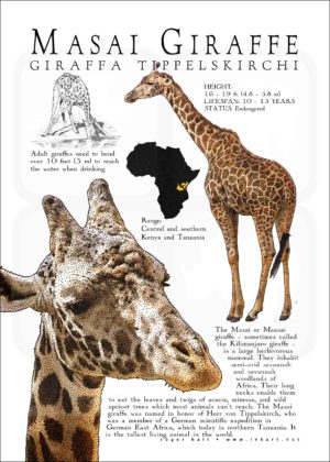 Masai Giraffe poster print white version