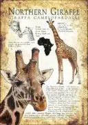 Northern Giraffe poster print