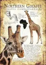 Northern Giraffe poster print