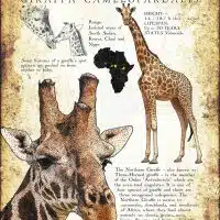 Northern Giraffe poster print