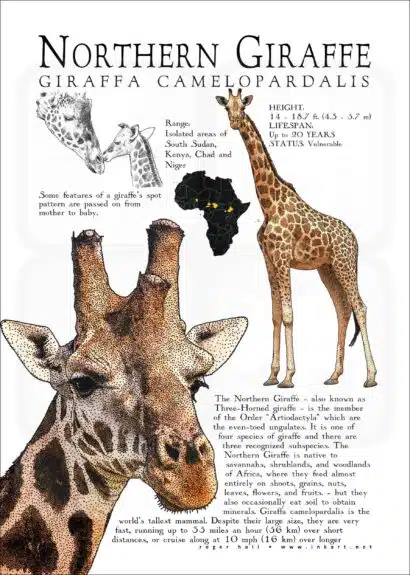 Northern or Three-Horned Giraffe poster print
