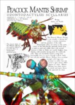 Peacock Mantis Shrimp Poster Print / Infographic