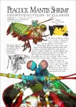 Peacock Mantis Shrimp poster print
