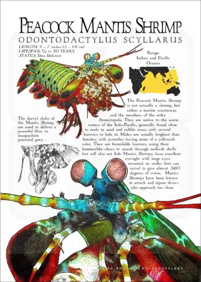 Peacock Mantis Shrimp poster print