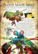 Peacock Mantis Shrimp poster design