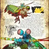 Peacock Mantis Shrimp poster design