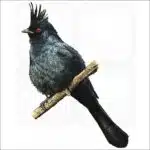 Phainopepla nitens illustration