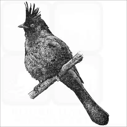 Phainopepla nitens black and white drawing