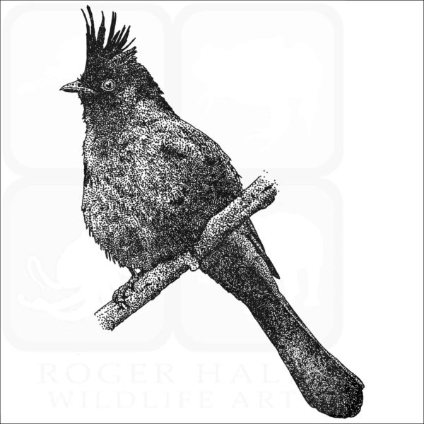 Phainopepla nitens black and white drawing