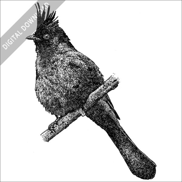 Phainopepla nitens black and white stock drawing