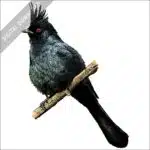 Phainopepla nitens stock art drawing