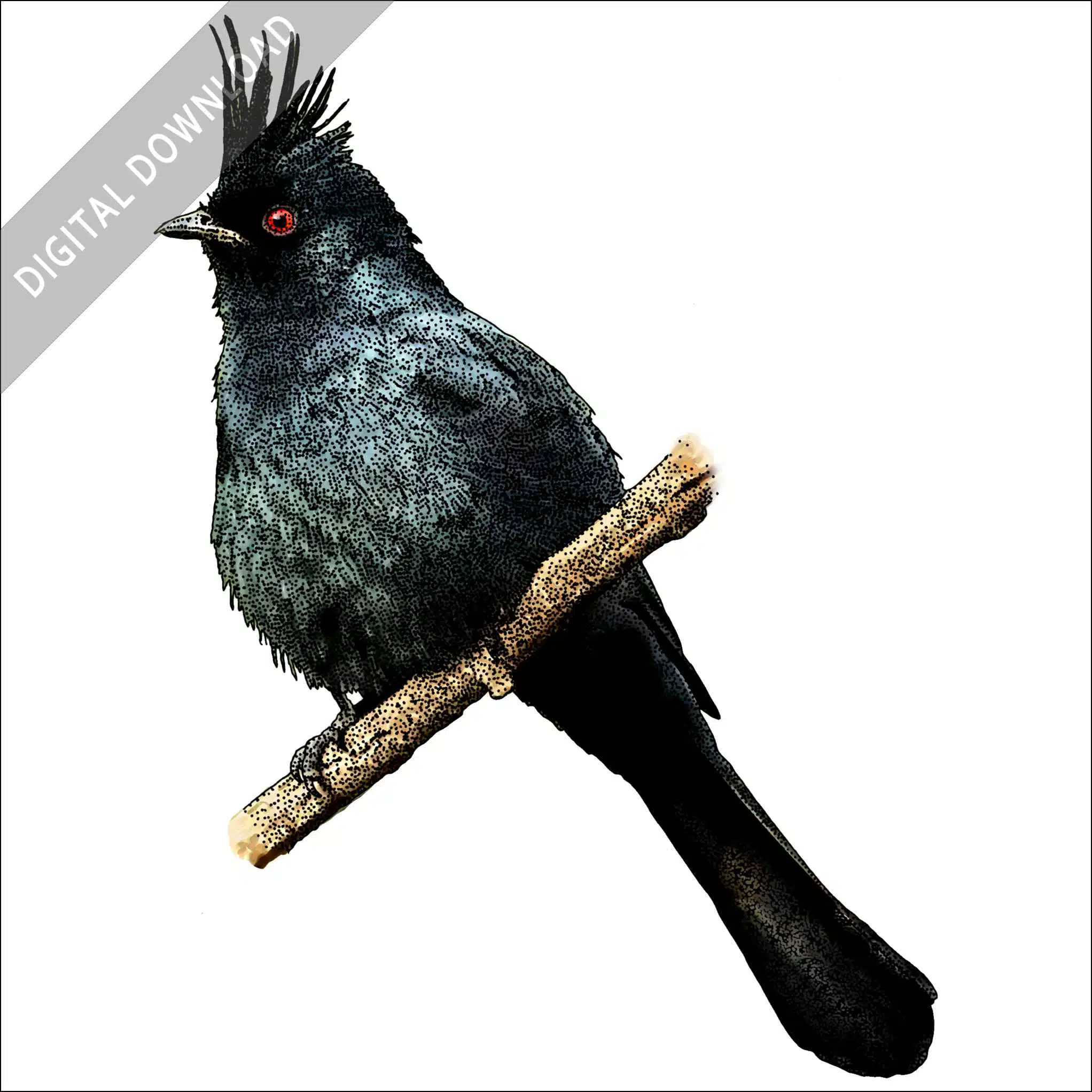 Phainopepla nitens Phainopepla nitens stock art drawing