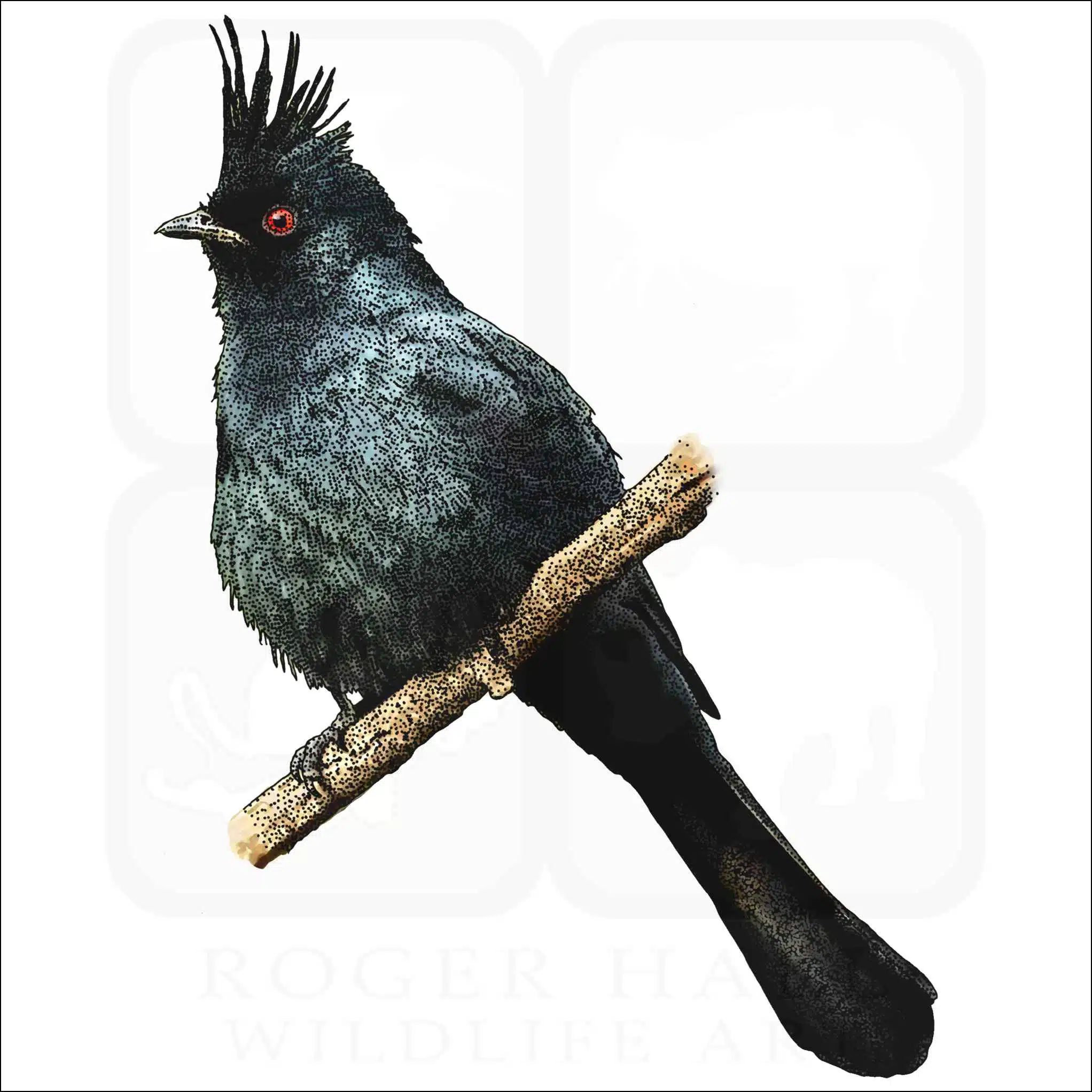 Phainopepla nitens Phainopepla nitens illustration