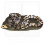 Pine Snake illustration