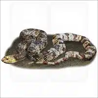Pine Snake illustration