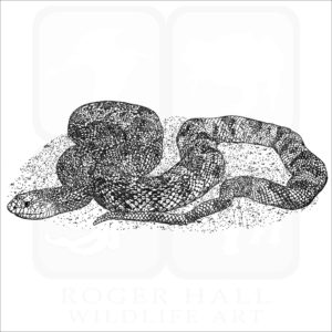 Pine Snake black and white illustration