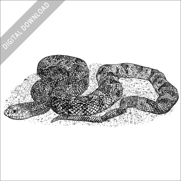 Pine Snake black and white stock image