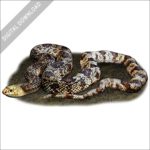 Pine Snake stock image
