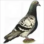 Rock Pigeon illustration