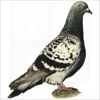 Rock Pigeon illustration