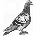 Rock Pigeon black and white drawing