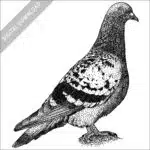 Rock Pigeon black and white stock image