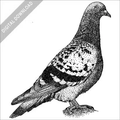 Rock Pigeon black and white stock image