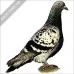 Rock Pigeon stock image