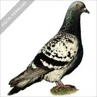 Rock Pigeon stock image