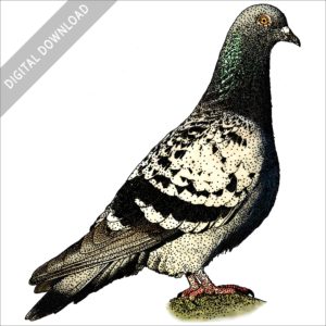 Rock Pigeon stock image