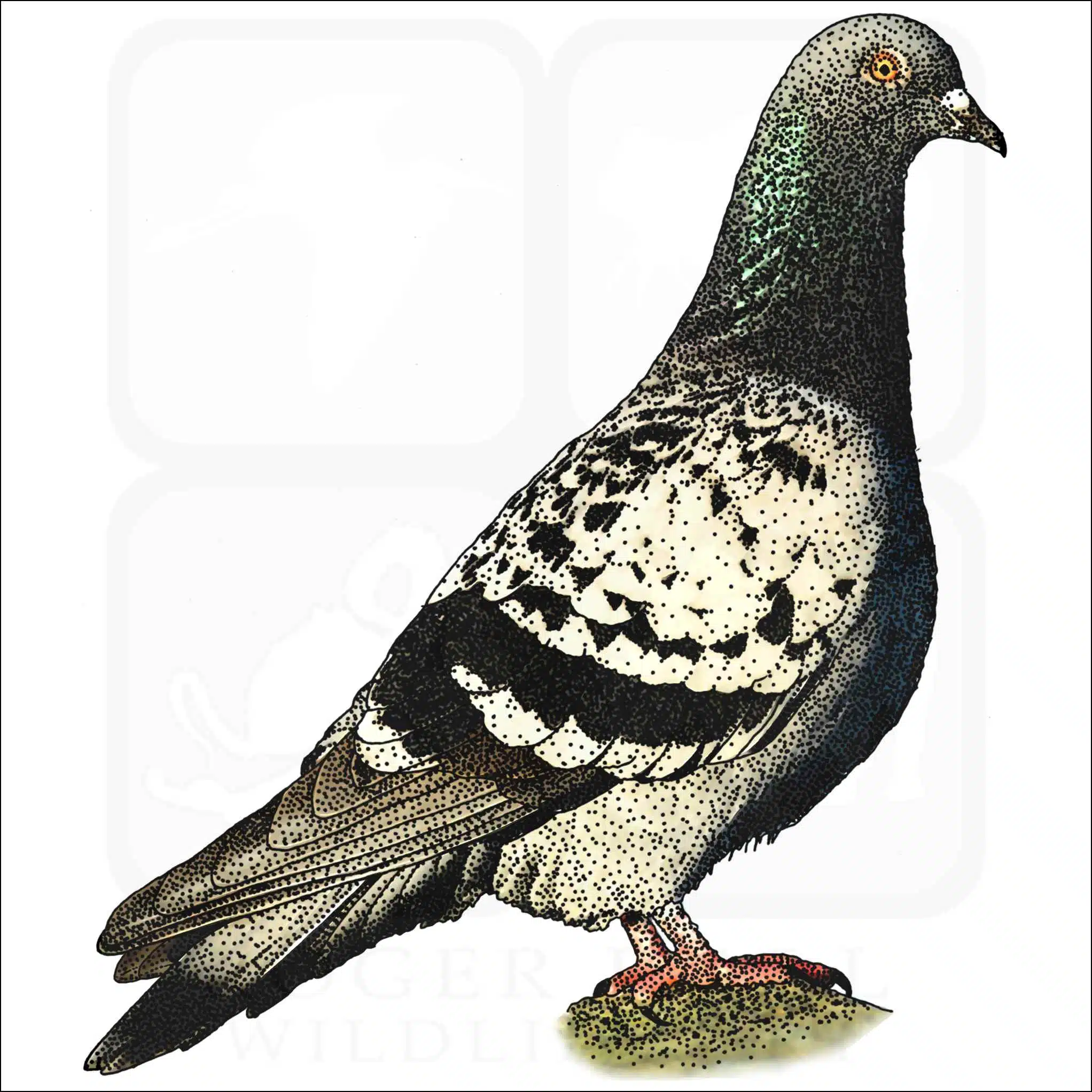 Rock Pigeon Rock Pigeon illustration