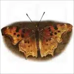 Satyr Comma illustration