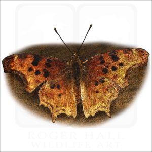 Satyr Comma illustration