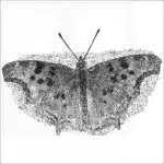 Satyr Comma black and white drawing