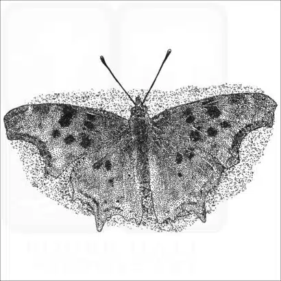 Satyr Comma black and white drawing