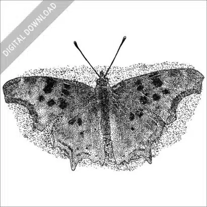 Satyr Comma Butterfly black and white stock drawing
